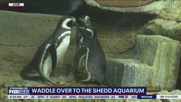 Hoping love is in the air at Shedd Aquarium