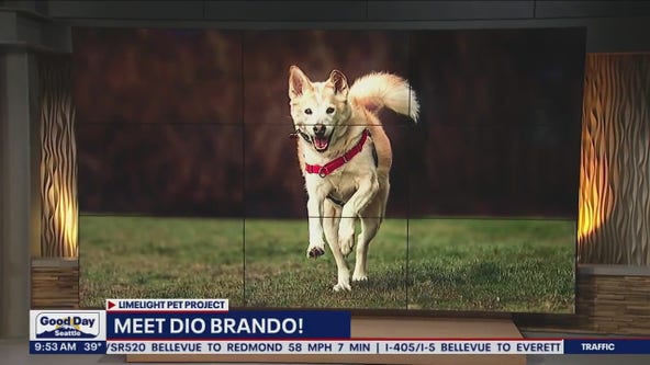 Pet of the Week: Dio Brando