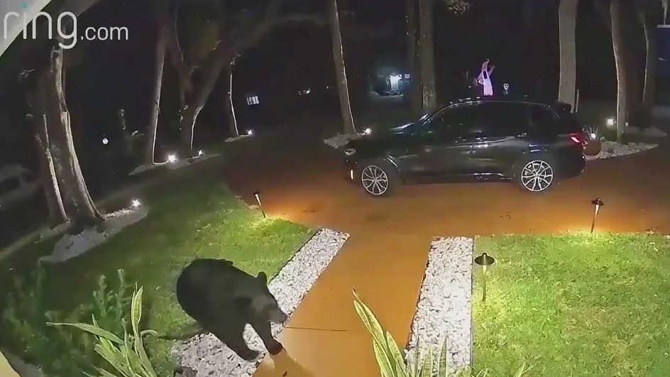 Bear steals Uber Eats order off front porch