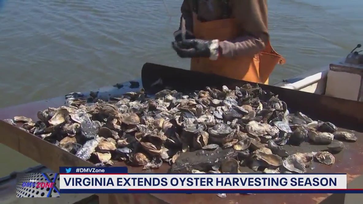 Virginia extends oyster harvesting season
