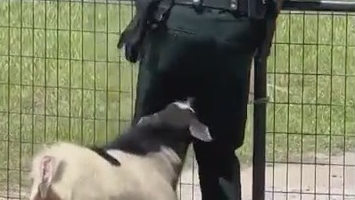 Florida deputy gets headbutted by goat