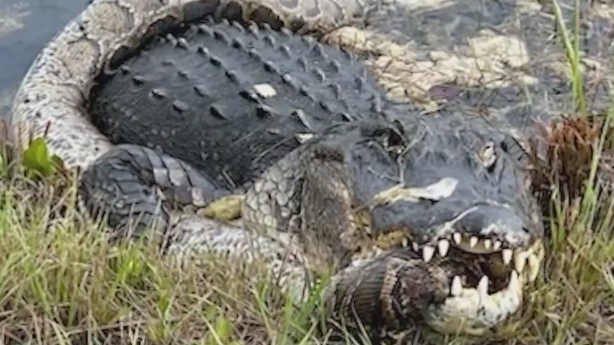 Woman recalls capturing gator vs. python fight