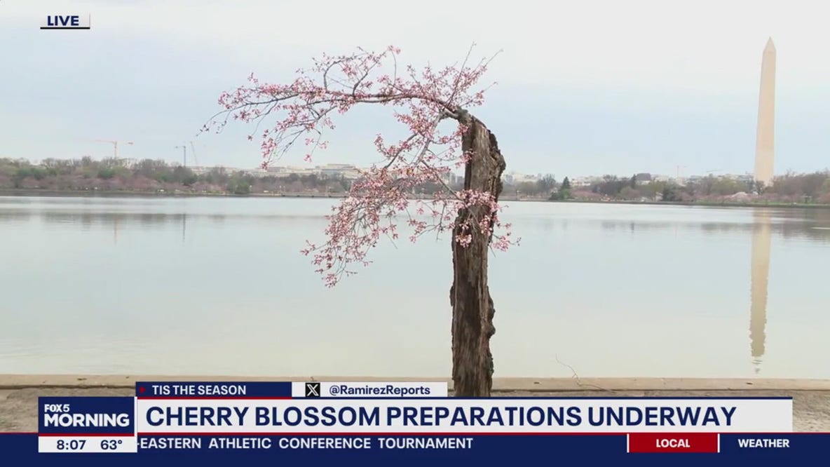 We are officially in Stage 5 of the Cherry Blossom progression