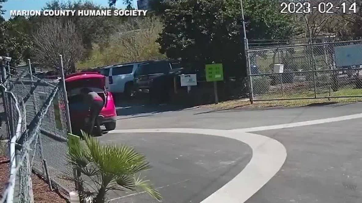 Florida woman accused of throwing puppies into bushes
