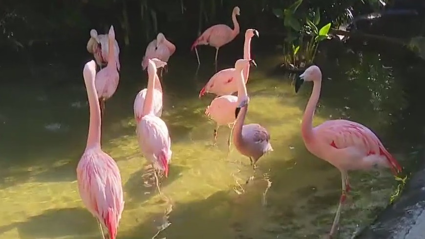 Flamingo Festival returns to St. Pete's Sunken Gardens