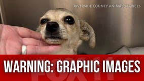 Chihuahua shot with arrow in Riverside County