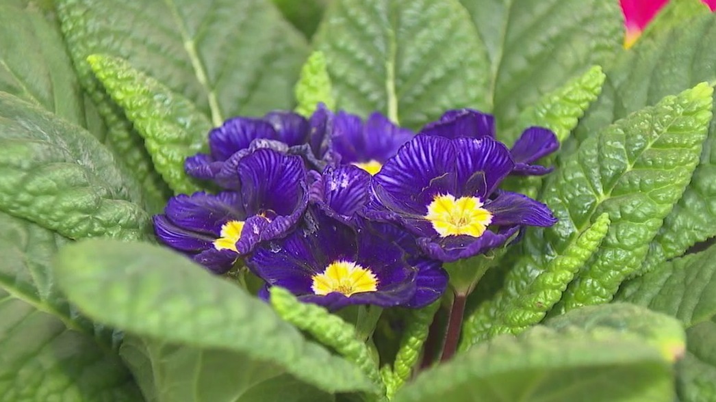Colorful plants to beat the winter blues