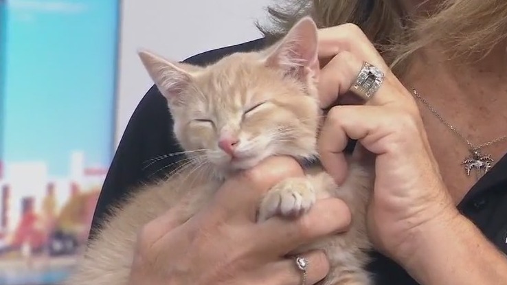 Adopt-A-Pet: Meet Tonka and Amore