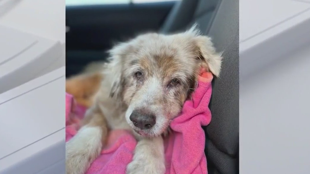 Dog abandoned at Orlando hotel reunited with family after 7 years