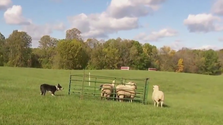 Sheepdog herding trials at Gale Woods Farm