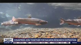Scientists working to uncover mystery of disappearing salmon population in Pacific Northwest