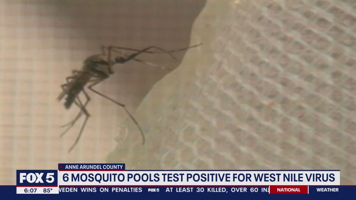 Anne Arundel Co. health officials issue warning as multiple mosquito pools test positive for West Nile Virus