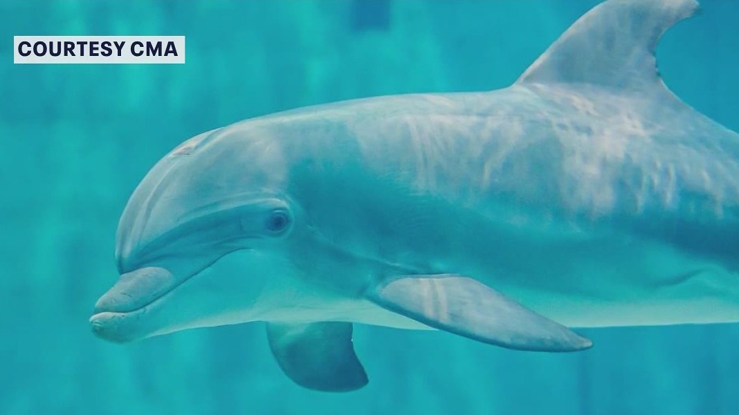 Clearwater Marine Aquarium dolphin dies