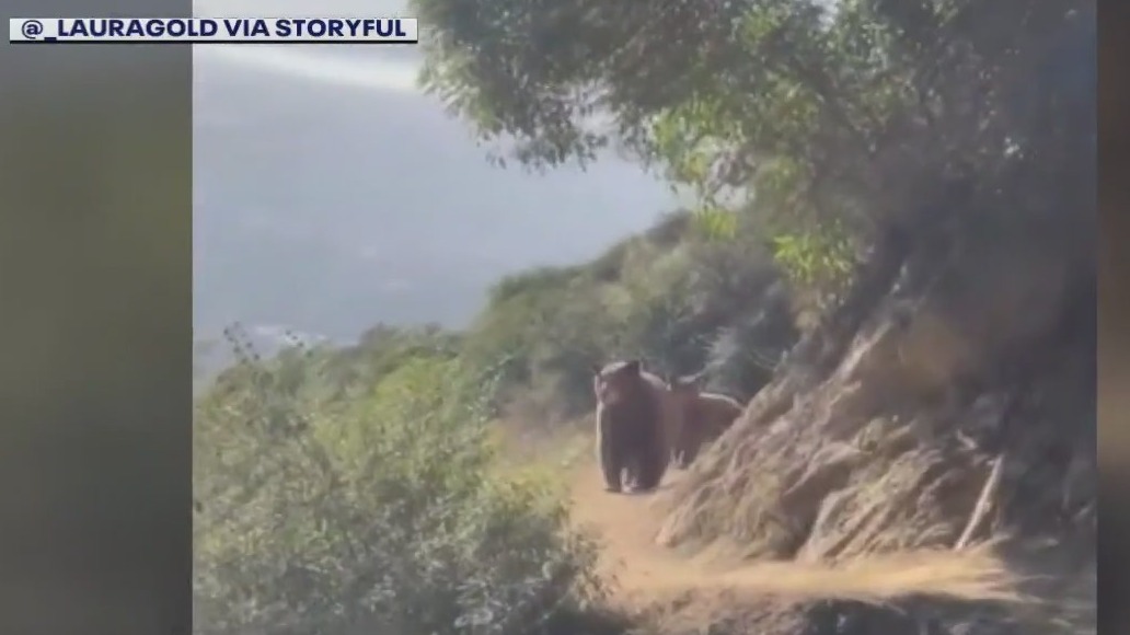 Hiker comes face-to-face with mama bear