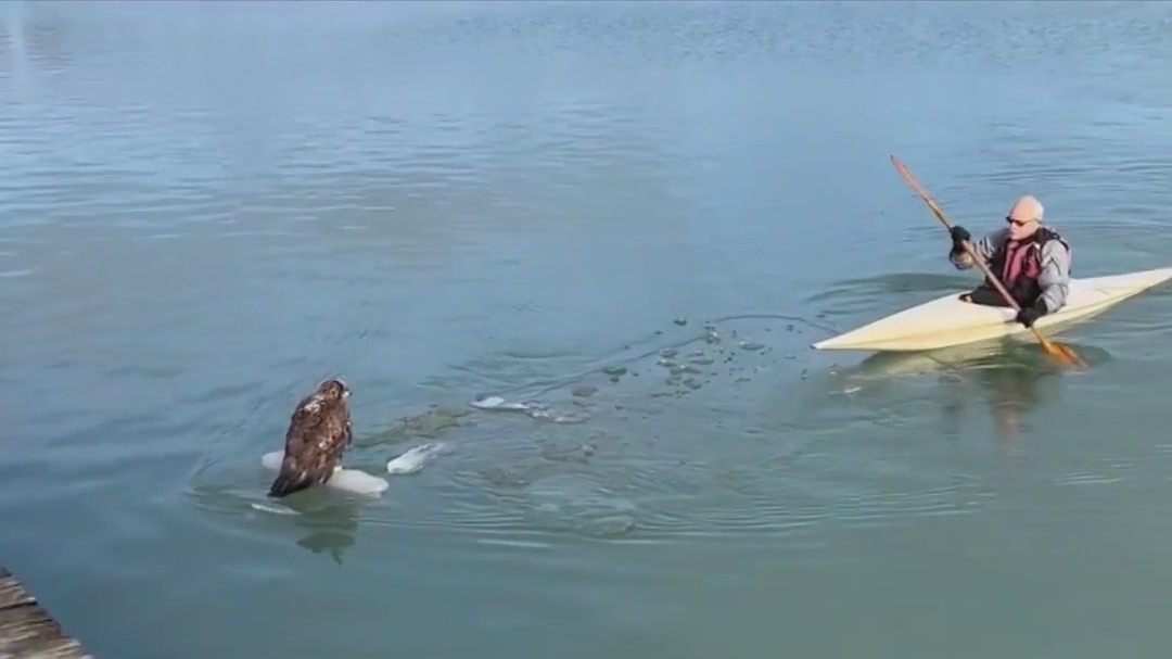 Bald Eagle rescued from floating ice in Waukegan Harbor