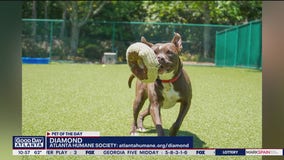 Pet of the Day from the Atlanta Humane Society