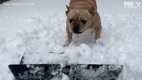 Supercut: Animals enjoying this week's snow