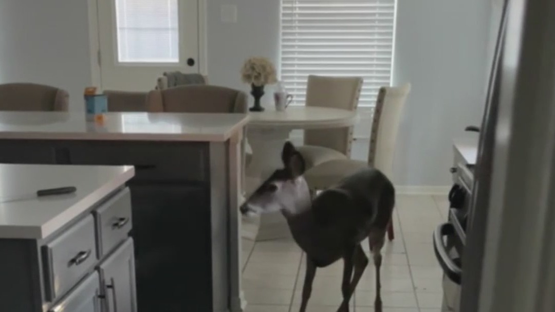 Harris County Constable Deputies release deer back into wild after being found inside Spring home