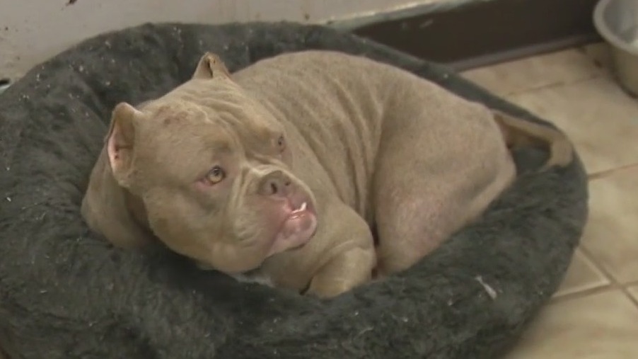 Stray dog saved from being euthanized
