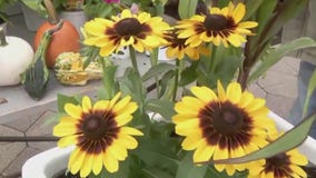 Perfect plants for fall flower pots