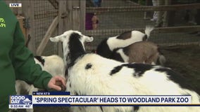 'Spring Spectacular ' heads to Woodland Park Zoo
