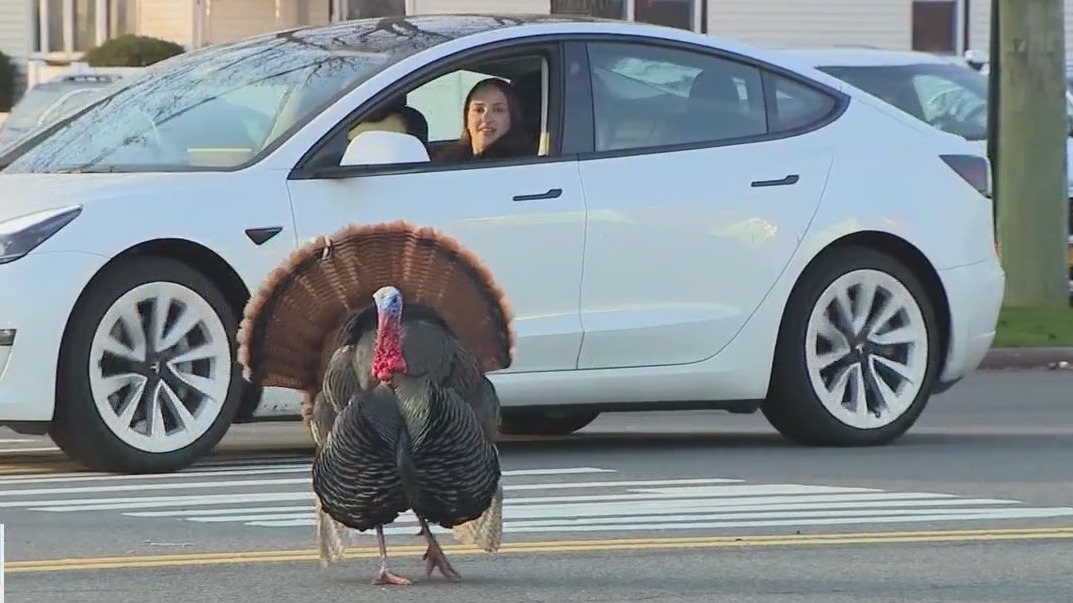 Wild turkeys causing a flap on Staten Island