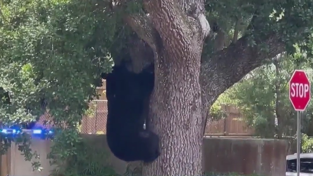 Young bear stuck in tree in Altamonte Springs