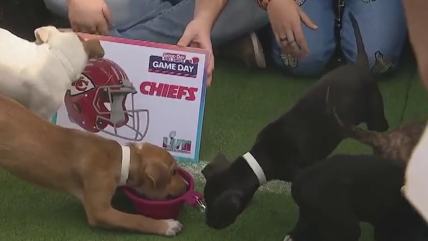 Chiefs or the Eagles? See who the puppies pick to win the Super Bowl