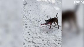 Dog attempts to shovel snow in Vermont, video shows