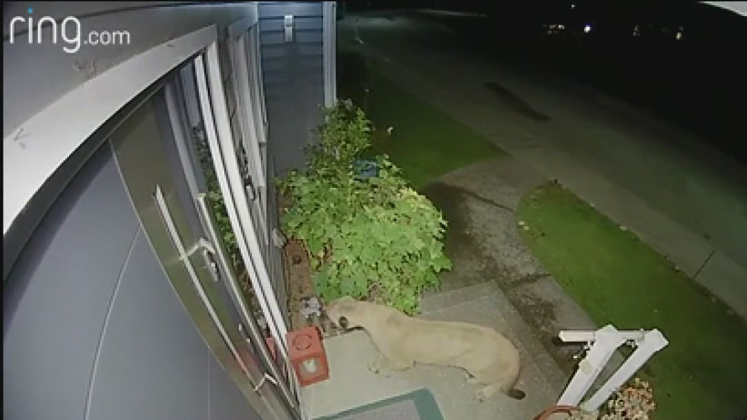 Mountain lion spotted near Oakland homes