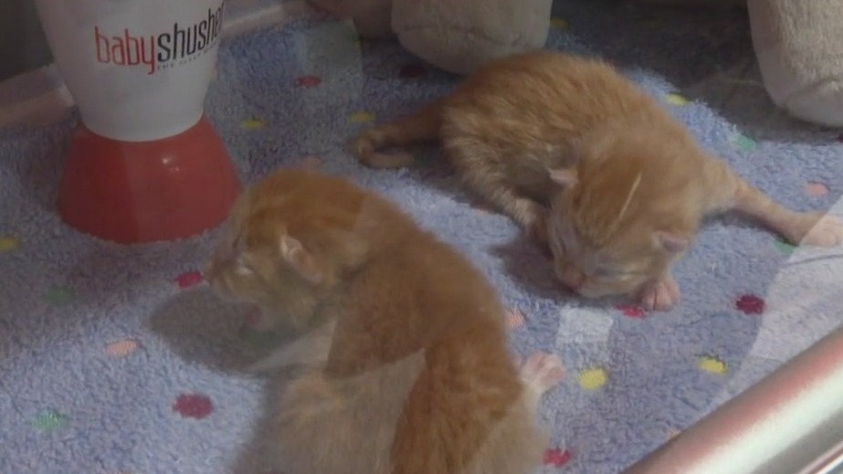 Volunteer at Humane Society of Tampa Bay introduces incubator to care for young animals