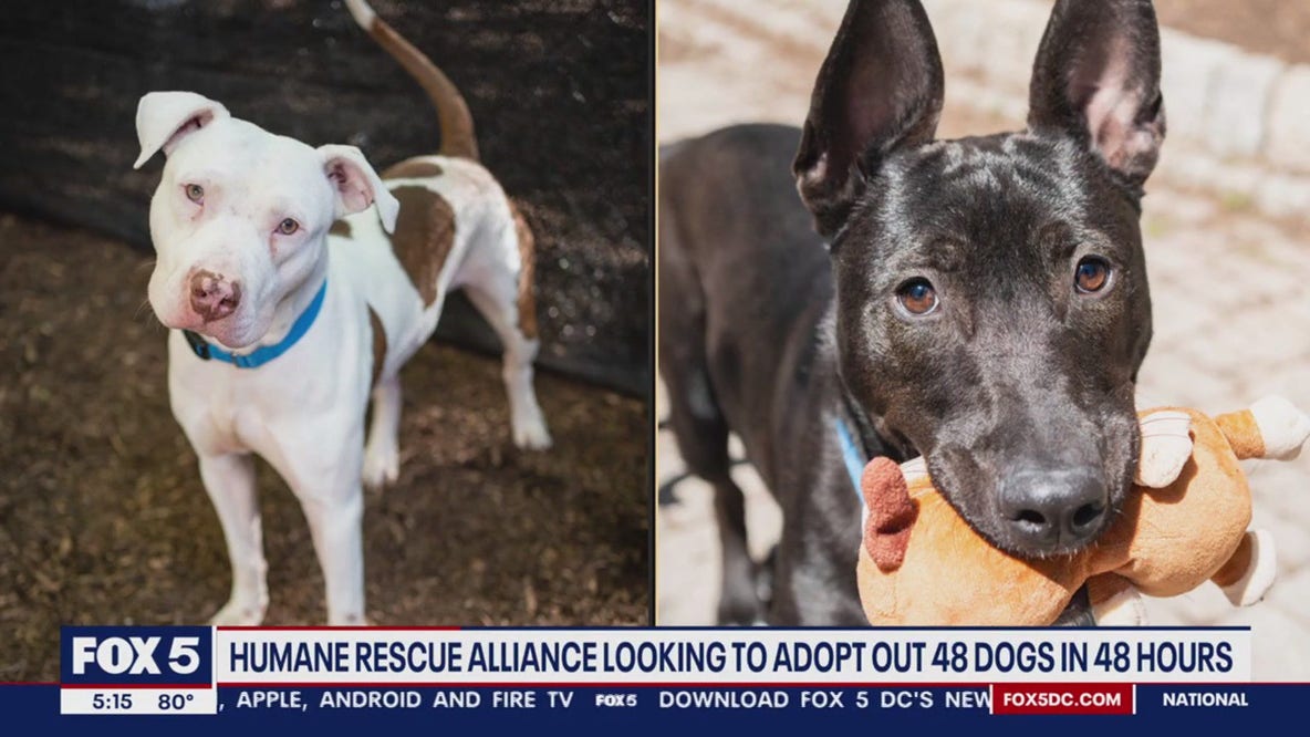 Humane Rescue Alliance looking to find homes for 48 dogs in 48 hours