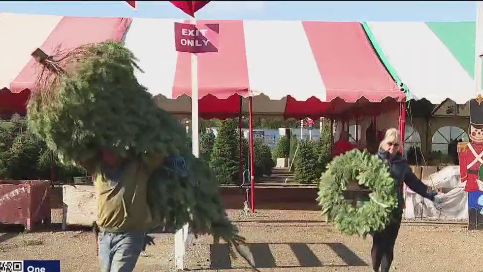 Petaluma's environmentally friendly Christmas tree farmer has been serving community for decades