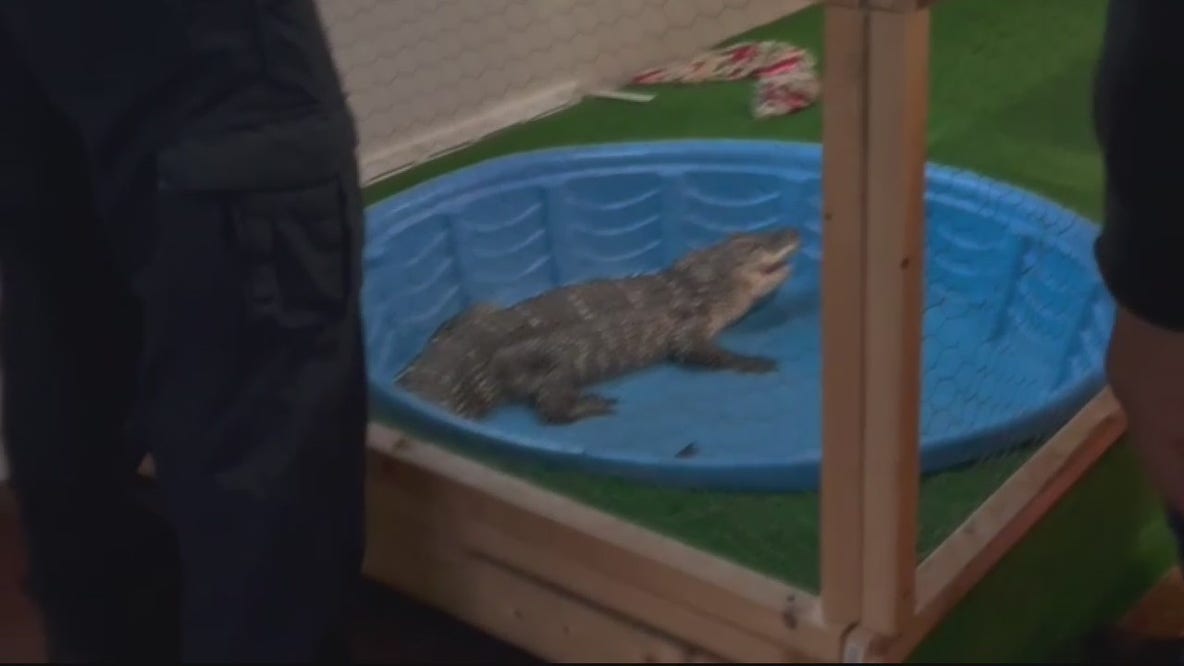 Family of alligators found in east side Detroit home during eviction