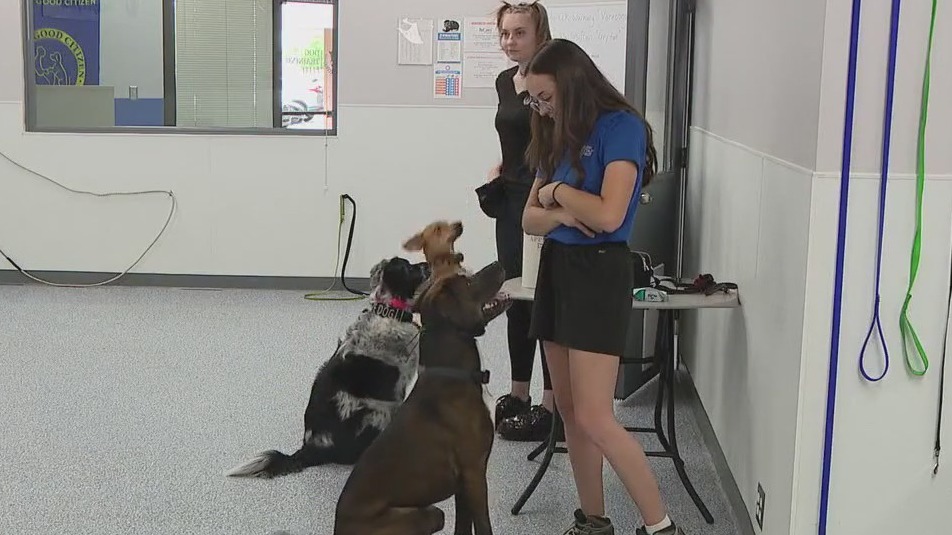 Dog Training Elite helps dog owners bond with their pup