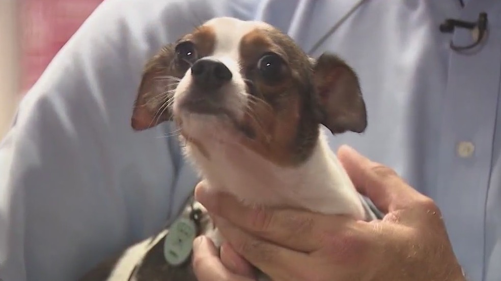 Suspect seen hurling dog against ceiling