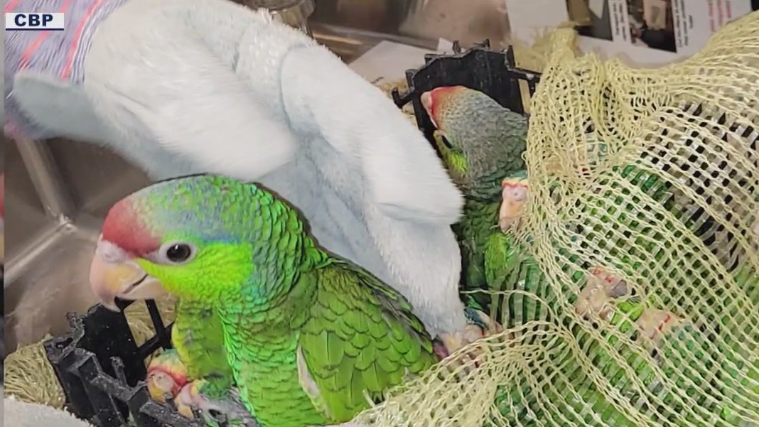 More than 2 dozen parrots seized at Arizona border