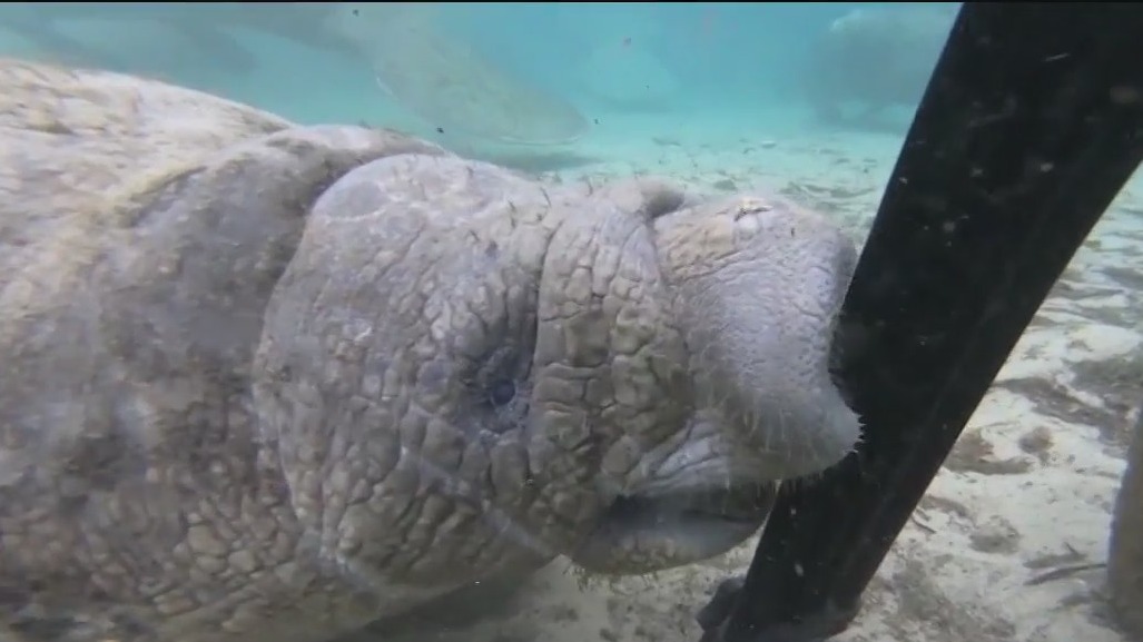 Manatees return to warm waters for winter