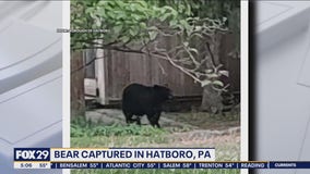 Bear captured in a tree in Montgomery County
