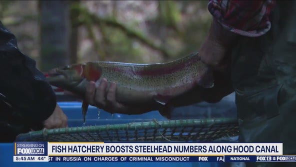 Fish hatchery boosts steelhead numbers along Hood Canal