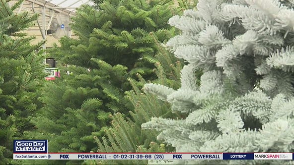 What to look for when picking out your Christmas tree