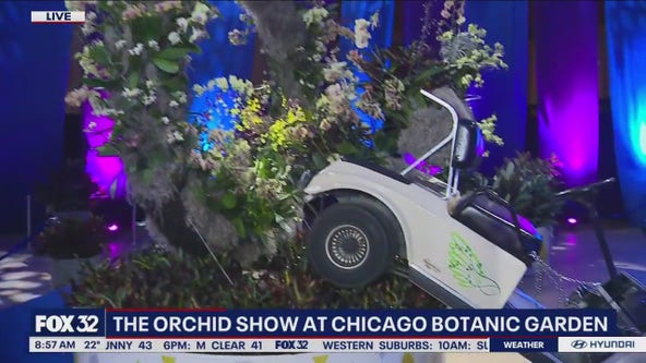 Step right up to the Chicago Botanic Garden's "Orchid Show Of Wonders"!