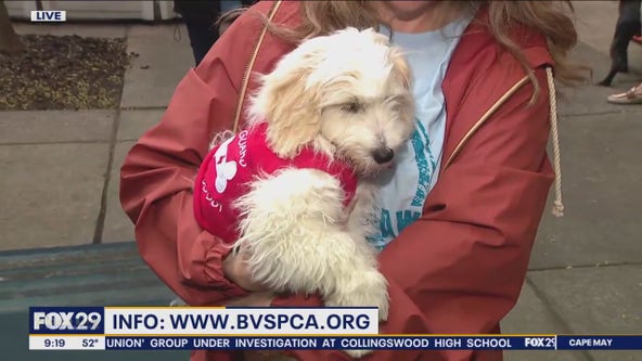 Brandywine Valley SPCA to host annual 'Walk for Paws' event
