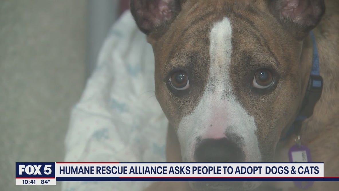 Humane Rescue Alliance asks people to adopt dogs and cats
