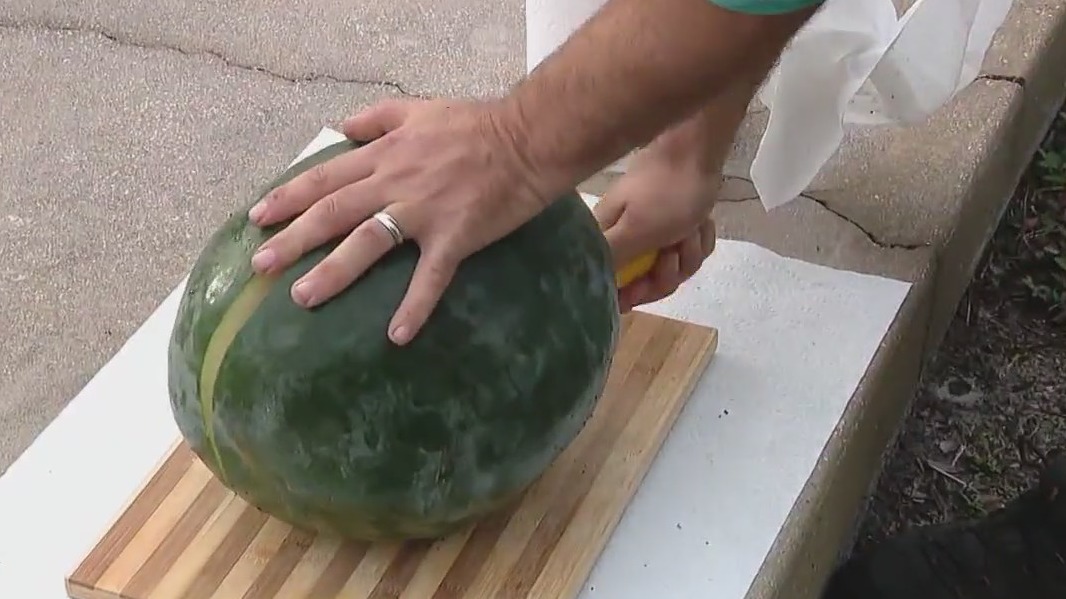 When do you pick watermelon?