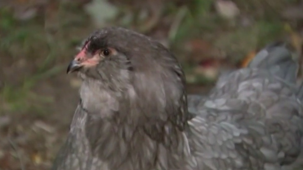 Chickens could be coming to backyards in one Chicago suburb