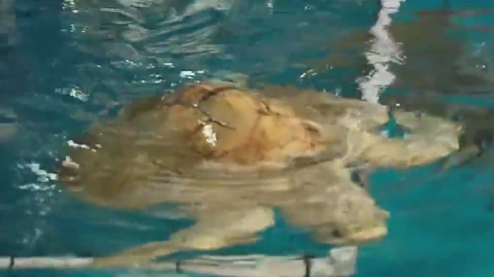 Diving into the world of sea turtles with Brookfield Zoo Chicago