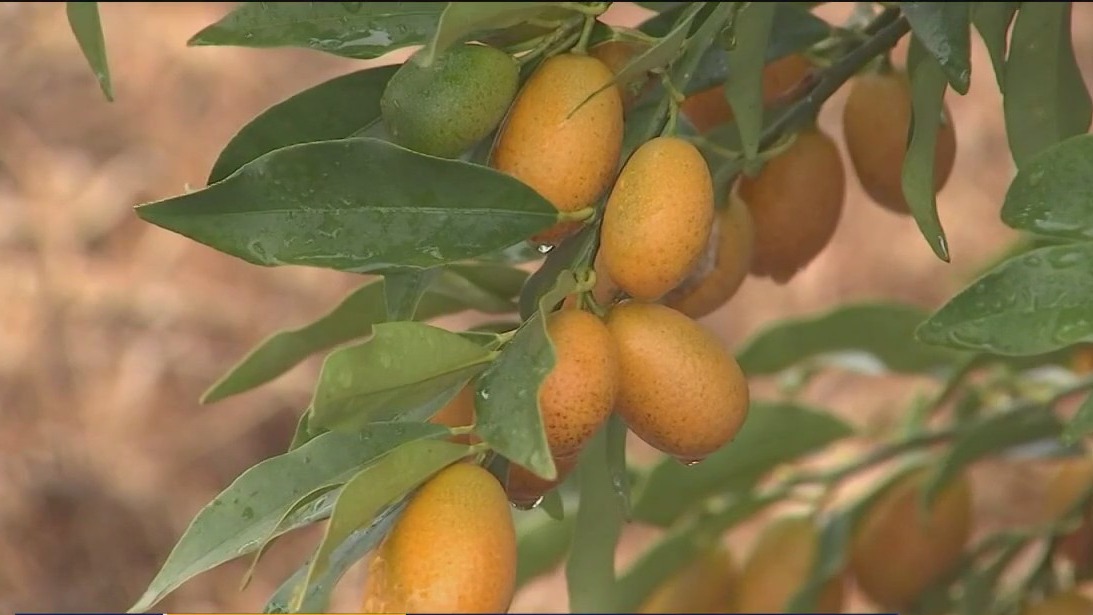 Get a taste of what to expect during this year's Kumquat Festival