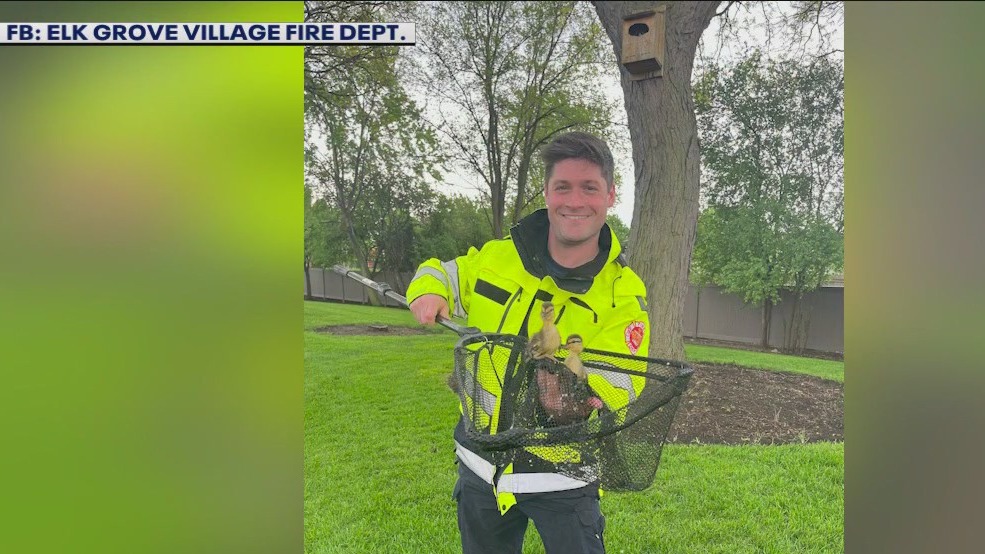 Suburban firefighters save ducklings