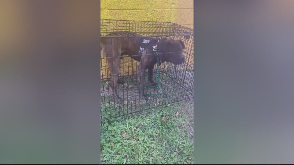 Mastiff mix found in Detroit with vest including Army Disaster Response patch